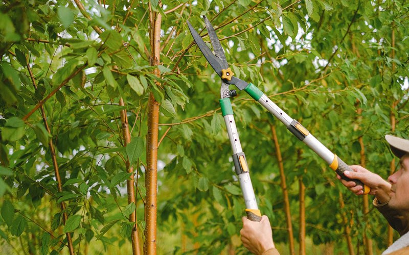 Tree trimming in Sugar Grove, VA